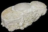 Fossil Sand Dollar (Scutella) Cluster - France #97236-1
